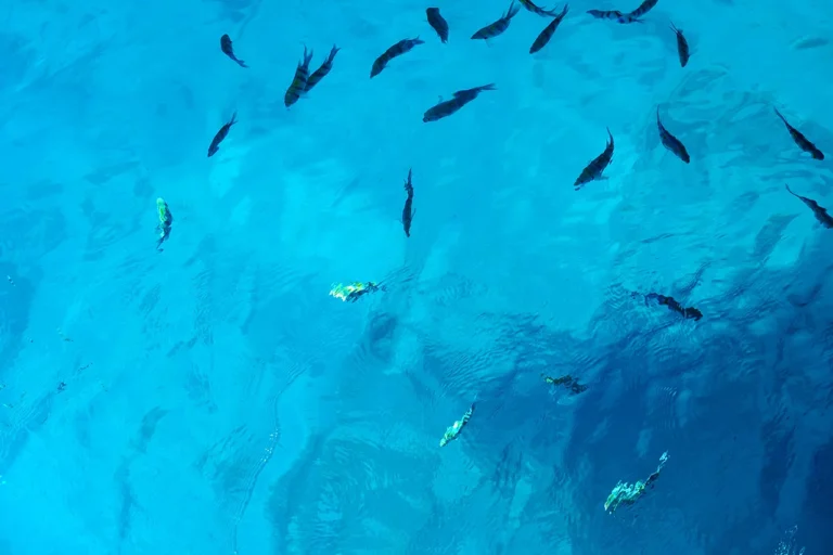 Sharm El Sheij a Ras Mohamed